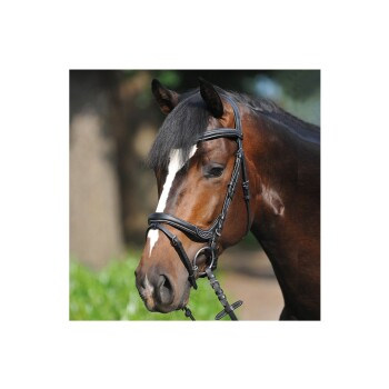 Trense Ivy WB (Warmblut)