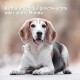 Beagle-Hund liegt, schaut mit herausgestreckter Zunge in die Kamera, mit dem Text "Aufbaumilch für geschwächte oder ältere Hunde" darüber.