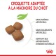 Trois croquettes brunes pour chiots sur fond blanc, étiquetées "sans arômes ni colorants artificiels", "avec antioxydants naturels."