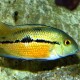 PRONOVO Cichlid Grano M 250 ml