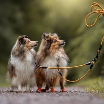 Tau Doppelleine für 2 Hunde - dehnbar und verhedderungsfrei grün L