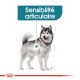 Illustration d'un chien avec un accent sur la sensibilité articulaire, avec le texte "Sensibilité articulaire" au-dessus.