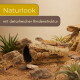 Leopardgeckos auf Korkstamm in sandigem Terrarium mit Pflanzen; Bannertext: 'Naturlook - mit detailreicher Rindenstruktur'.