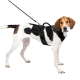 Ein schwarz-weißer Hund, der ein schwarzes Geschirr trägt, an einer Leine befestigt, steht im Profil vor einem weißen Hintergrund.
