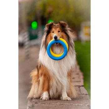 Ein flauschiger Collie sitzt stolz auf einer Steinablage und hält einen blauen und gelben Gummiring im Mund, mit einem verschwommenen grünen Hintergrund.