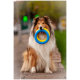 Ein flauschiger Collie sitzt stolz auf einer Steinablage und hält einen blauen und gelben Gummiring im Mund, mit einem verschwommenen grünen Hintergrund.
