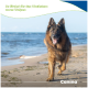 Langhaariger deutscher Schäferhund an einem Sandstrand; Text: „So fördert ihr das Wachstum eures Welpen“ und „Canina“.