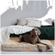 Ein brauner Hund entspannt sich auf einem plüschigen Haustierbett mit einem struppigen Oberteil, vor einem gemütlichen Schlafzimmer-Hintergrund mit einem Bett mit dekorativen Kissen und Decken.