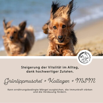 GelenkPulver für Hunde, mit grünlippigen Muscheln, Kollagen und MSM; beinhaltet eine Nahaufnahme eines Hundegesichts und Produktdetails.