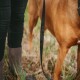 Nahaufnahme der Beine einer Person in schwarzen Hosen und Stiefeln, die neben den Vorderbeinen eines braunen Hundes mit schwarzer Leine im Gras stehen.