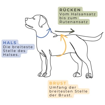Ein Französischer Bulldogge schaut im Freien seitlich neben blauen und grauen Hundejacken, Größen XS bis XXL, mit dem sichtbaren "PAW WOW"-Logo.