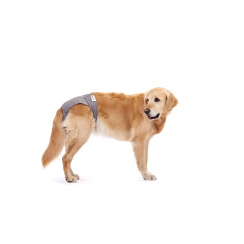 Ein Golden Retriever trägt eine graue Haustierwindel und steht vor einem weißen Hintergrund.