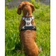 Hundegeschirr beige S