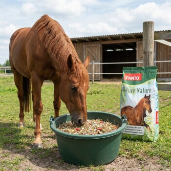 Ein braunes Pferd mit einer weißen Blässe frisst aus einer Schüssel neben einem Sack PANTO Pferdefutter, reich an Vitaminen und Omega-Fettsäuren.