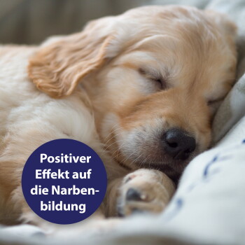 Nahaufnahme eines schlafenden Golden-Retriever-Welpen mit einem blauen runden Abzeichen mit der Aufschrift 'Positiver Effekt auf die Narbenbildung.'