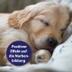 Nahaufnahme eines schlafenden Golden-Retriever-Welpen mit einem blauen runden Abzeichen mit der Aufschrift 'Positiver Effekt auf die Narbenbildung.'