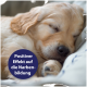 Nahaufnahme eines schlafenden Golden-Retriever-Welpen mit einem blauen runden Abzeichen mit der Aufschrift 'Positiver Effekt auf die Narbenbildung.'