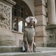 Ein stilvoller Weimaraner-Hund trägt einen grünen ärmellosen Mantel und sitzt auf Steinstufen, mit einem dekorativen Säulen und Fenstern im Hintergrund.