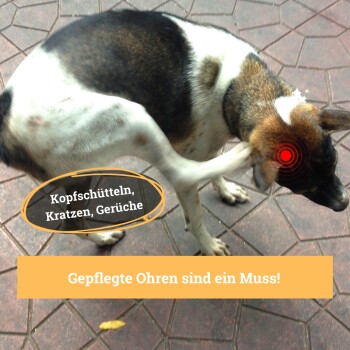 Ein Hund, der sich am Ohr kratzt, mit Textüberlagerung auf Deutsch: "Kopfschütteln, Kratzen, Gerüche" und "Gepflegte Ohren sind ein Muss!"