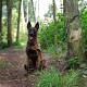 Ein gestromter Hund sitzt auf einem Waldweg, an einen Baum angeleint, umgeben von Grün und Sonnenlicht, das durch die Bäume filtert.