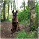 Ein gestromter Hund sitzt auf einem Waldweg, an einen Baum angeleint, umgeben von Grün und Sonnenlicht, das durch die Bäume filtert.