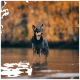 Ein Hund, der einen schwarzen Mantel trägt, steht im flachen Wasser, umgeben von herbstlichem Laub in warmen Orange- und Gelbtönen.
