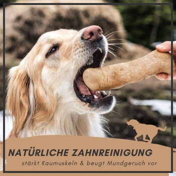 Ein Golden Retriever kaut auf einem Zahnpflegekeks, mit deutschem Textüberlagerung: "NATÜRLICHE ZAHNREINIGUNG", das Vorteile für die Zahngesundheit hervorhebt.