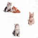 Trois adorables chatons sur un fond blanc : un tigré gris et un tigré orange allongés ensemble, et un chaton orange duveteux assis droit.