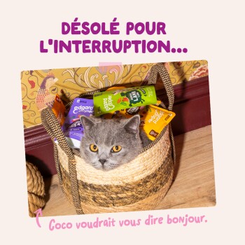 Chat gris se glissant hors d'un panier tressé rempli de sachets d'aliments pour animaux ; texte visible « DÉSOLÉ POUR L'INTERRUPTION... » et « Coco voudrait vous dire bonjour. »