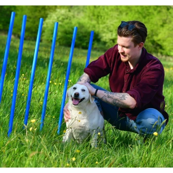 Eine Reihe blauer Trainingsstangen, die auf einem grasbewachsenen Feld mit Wildblumen aufgestellt sind, ideal für die Agilitätstraining von Haustieren.