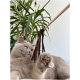 Eine verspielte graue Katze mit bernsteinfarbenen Augen greift nach einem braunen Feder-Spielzeug, das an einem Stock befestigt ist, umgeben von grünen Pflanzen.