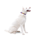 Ein weißer Hund mit blauen Augen sitzt elegant und trägt ein farbenfrohes lila Halsband, das mit gelben und orangefarbenen Designs verziert ist.