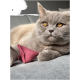 Eine Nahaufnahme einer hellgrauen Katze mit bernsteinfarbenen Augen, die auf einer grauen Oberfläche ruht und ein kleines rotes Filzspielzeug hält.