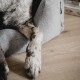 Eine Nahaufnahme der Vorderbeine eines Hundes, die auf einem grauen Haustierbett ruhen, zeigt das Fell des Hundes und die Textur des Bettes.