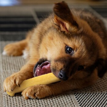 Hundekausnacks für Welpen, verhindern unerwünschtes Kauen, reduzieren Angst und sind langanhaltend.