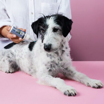 Ein schwarz-weißer Hund schnüffelt auf einem rosa Hintergrund, der eine Flasche mit der Aufschrift "Z Spot", schwarze Leckerlibälle, Kokosnussstücke und Kräuter zeigt.