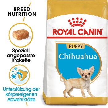 Chihuahua Puppy 1.5 kg