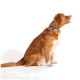 Ein Seitenprofil eines goldbraunen Hundes mit einer weißen Brust, der ein blaues Halsband mit gelben Akzenten trägt und vor einem weißen Hintergrund sitzt.