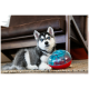 Grau-weißer Huskywelpe mit blauen Augen liegt auf einem Teppich neben einem blau-roten Spielball unter einem Stuhl.