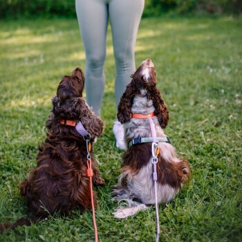 Zwei Hunde, einer braun und einer braun-weiß, sitzen aufmerksam auf Gras und schauen zu einer Person in hellgrünen Leggings und weißen Turnschuhen auf.