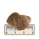 Two pieces of pet food kibble on a ruler, measuring approximately 2 inches in length, showcasing a brown, textured surface.