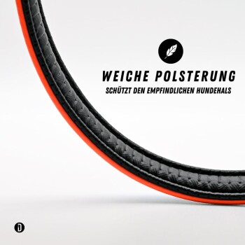 Ein glücklicher, mittelgroßer Hund mit gestromtem Fell und weißer Brust sitzt aufrecht und trägt ein leuchtend orangefarbenes Halsband vor einem schlichten weißen Hintergrund.