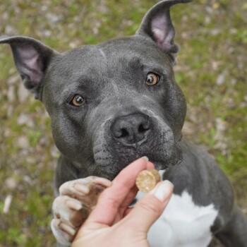 Eine Nahaufnahme eines grauen Hundes mit einer weißen Brust, der begierig nach einem Leckerli greift, das von einer Person gehalten wird, vor einem verschwommenen grünen Hintergrund.