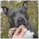 Eine Nahaufnahme eines grauen Hundes mit einer weißen Brust, der begierig nach einem Leckerli greift, das von einer Person gehalten wird, vor einem verschwommenen grünen Hintergrund.