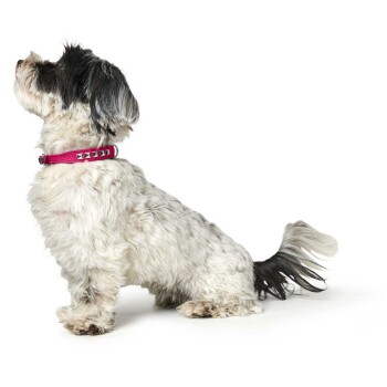 Ein flauschiger schwarz-weißer Hund sitzt seitlich, trägt ein leuchtend pinkes Halsband mit silbernen Nieten, vor einem weißen Hintergrund.