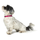 Ein flauschiger schwarz-weißer Hund sitzt seitlich, trägt ein leuchtend pinkes Halsband mit silbernen Nieten, vor einem weißen Hintergrund.