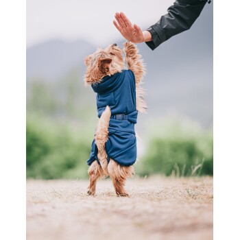 Ein kleiner Hund in einem blauen Outfit steht auf seinen Hinterbeinen und greift nach einer Hand, vor einem verschwommenen grünen Hintergrund.