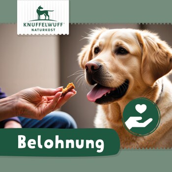 Eine Hand bietet einem Hund eine Belohnung an, mit dem Text 'Belohnung' deutlich darunter. Der Hund wirkt eifrig und aufmerksam.
