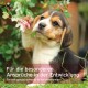 Ein verspielter Beagle-Welpe, der nach Blumen greift, mit Textüberlagerung: "Für die besonderen Ansprüche in der Entwicklung / For special development demands."