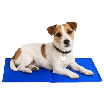 Ein kleiner brauner Chihuahua liegt bequem auf einer leuchtend blauen Tiermatte und schaut mit einem freundlichen Ausdruck in die Kamera.